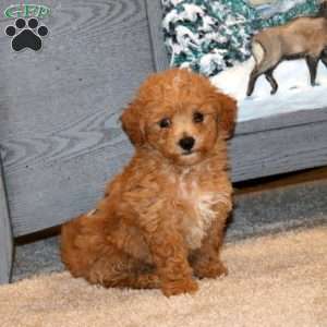 Happy, Bich-Poo Puppy