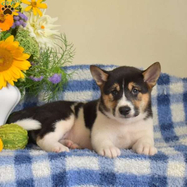 Harley, Shiba Inu Puppy