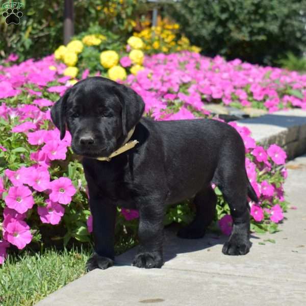 Harley, Black Labrador Retriever Puppy