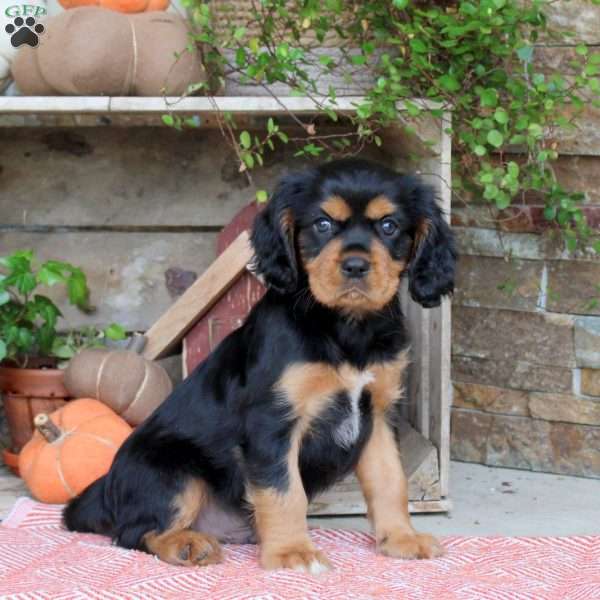 Harley, Cavalier King Charles Spaniel Puppy