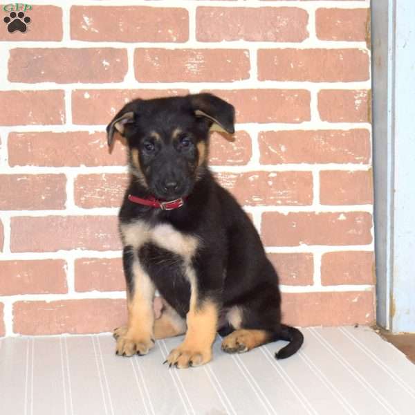 Harley, German Shepherd Puppy