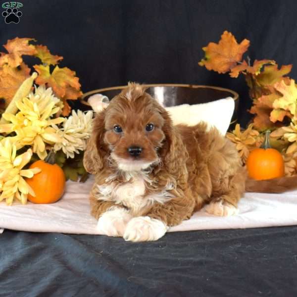 Harley, Cavapoo Puppy