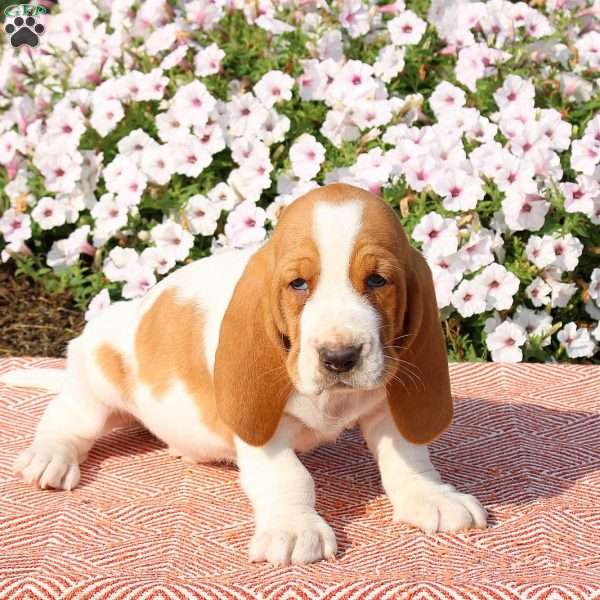 Harley, Basset Hound Puppy