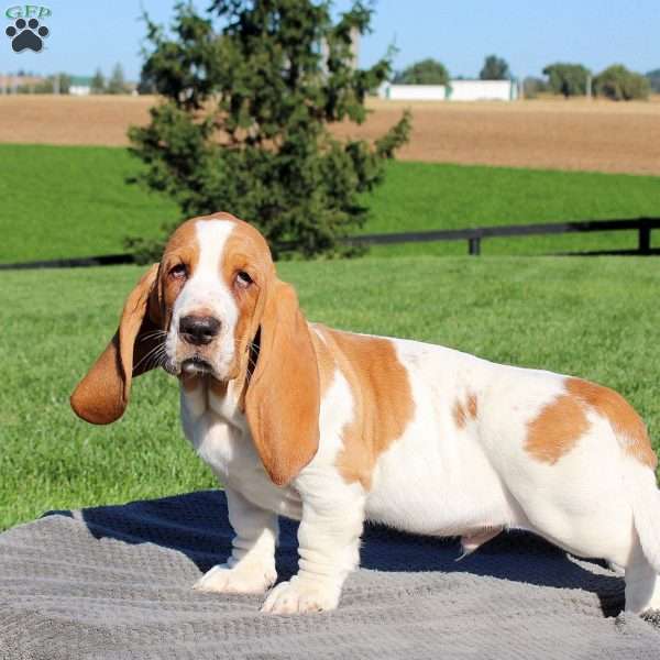 Harley, Basset Hound Puppy