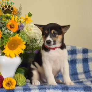 Harley, Shiba Inu Puppy