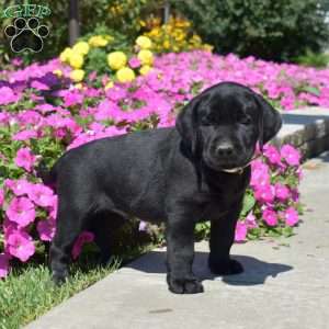 Harley, Black Labrador Retriever Puppy