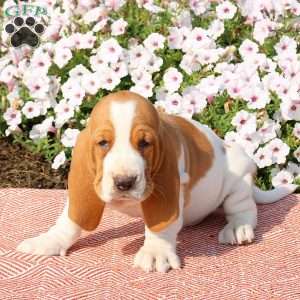 Harley, Basset Hound Puppy