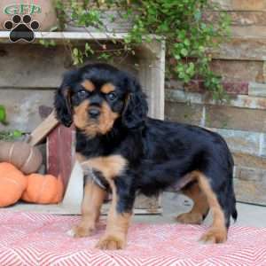 Harley, Cavalier King Charles Spaniel Puppy