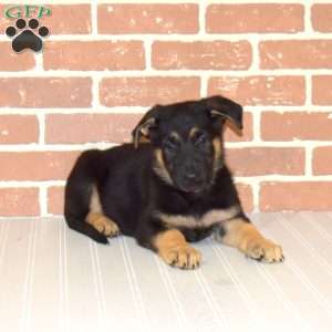 Harley, German Shepherd Puppy
