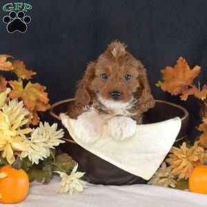 Harley, Cavapoo Puppy