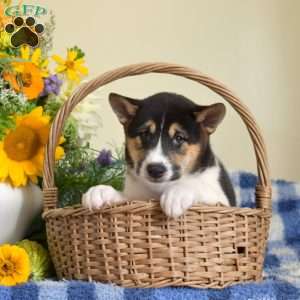 Harley, Shiba Inu Puppy