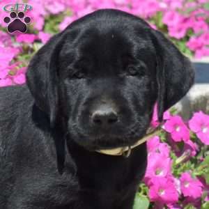 Harley, Black Labrador Retriever Puppy