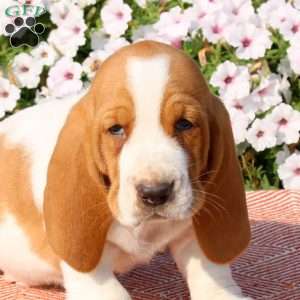 Harley, Basset Hound Puppy