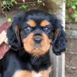 Harley, Cavalier King Charles Spaniel Puppy