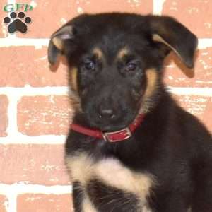 Harley, German Shepherd Puppy