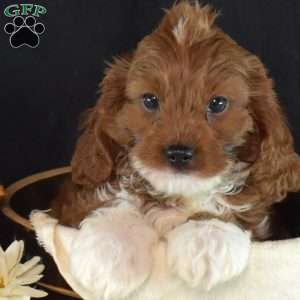 Harley, Cavapoo Puppy