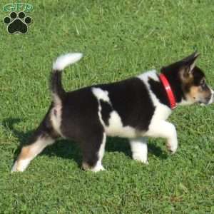 Harley, Shiba Inu Puppy
