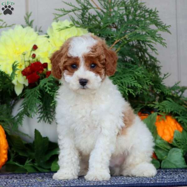 Harley, Miniature Poodle Puppy