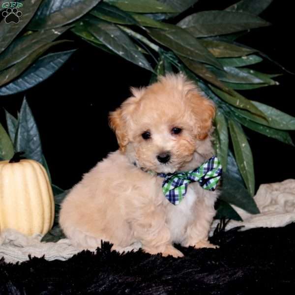 Harley, Maltipoo Puppy