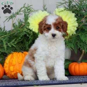 Harley, Miniature Poodle Puppy