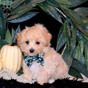 Harley, Maltipoo Puppy
