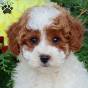 Harley, Miniature Poodle Puppy