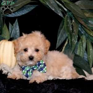 Harley, Maltipoo Puppy
