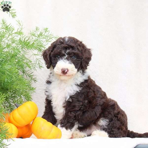 Harper, Standard Poodle Mix Puppy