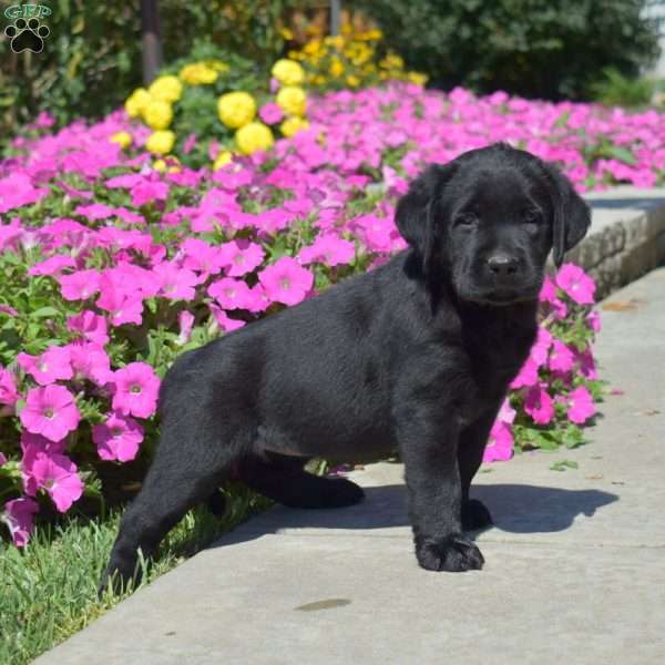Harper, Black Labrador Retriever Puppy
