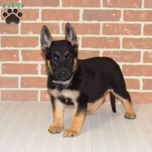 Harper, German Shepherd Puppy