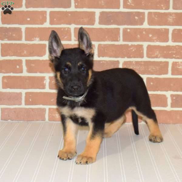 Haper, German Shepherd Puppy