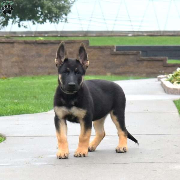 Harper, German Shepherd Puppy
