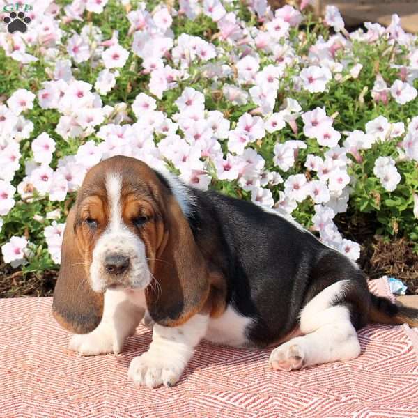 Harper, Basset Hound Puppy