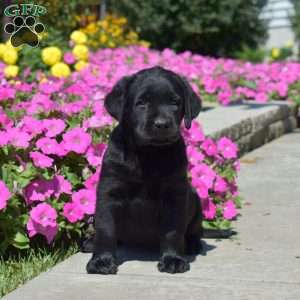 Harper, Black Labrador Retriever Puppy