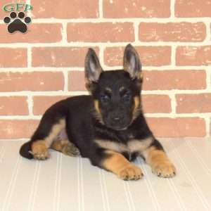 Haper, German Shepherd Puppy