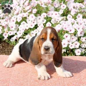 Harper, Basset Hound Puppy