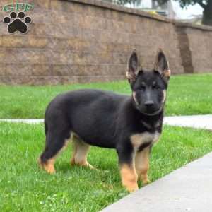 Harper, German Shepherd Puppy
