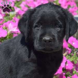 Harper, Black Labrador Retriever Puppy