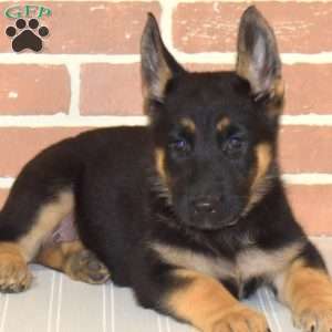 Haper, German Shepherd Puppy