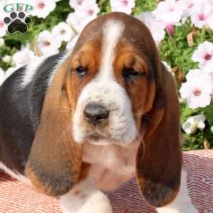 Harper, Basset Hound Puppy