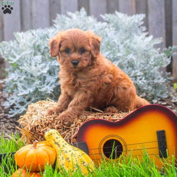 Harper, Mini Goldendoodle Puppy