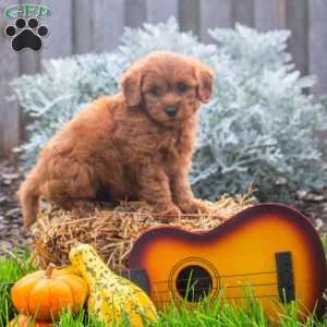 Harper, Mini Goldendoodle Puppy