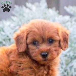 Harper, Mini Goldendoodle Puppy