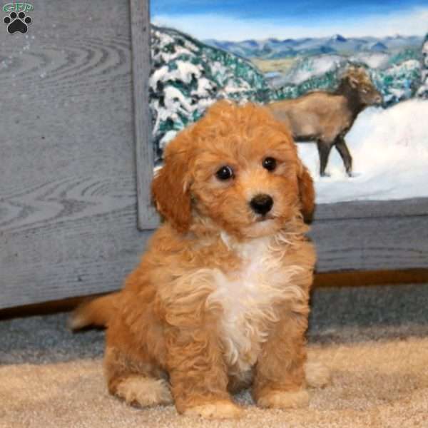 Harper, Bich-Poo Puppy