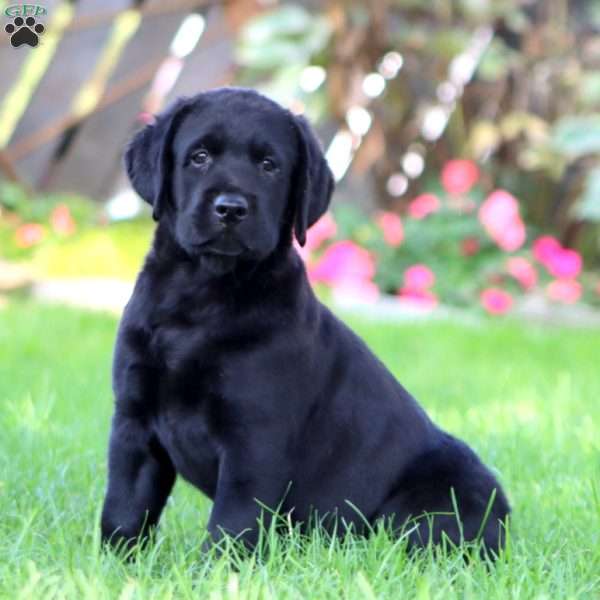 Harper, Black Labrador Retriever Puppy