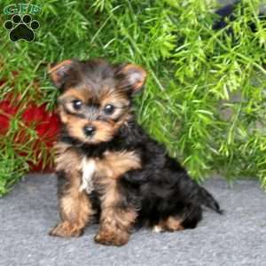 Harper, Yorkie Puppy