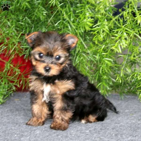 Harper, Yorkie Puppy