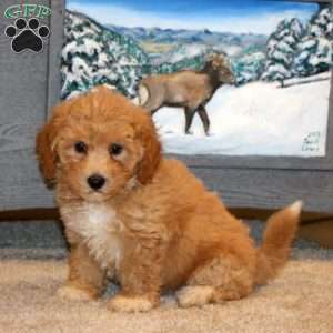 Harper, Bich-Poo Puppy