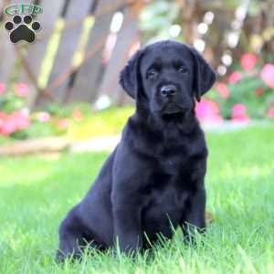 Harper, Black Labrador Retriever Puppy