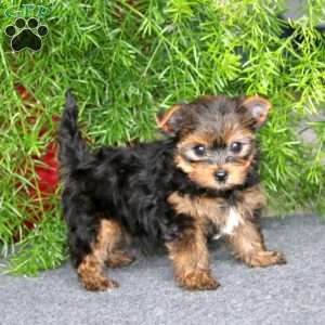 Harper, Yorkie Puppy